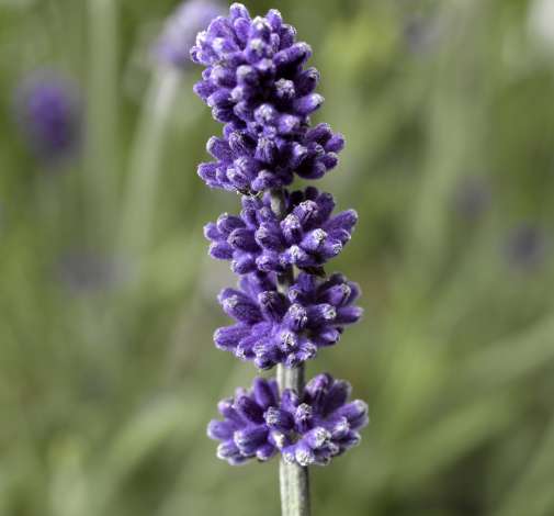 Sentivia™ Blue