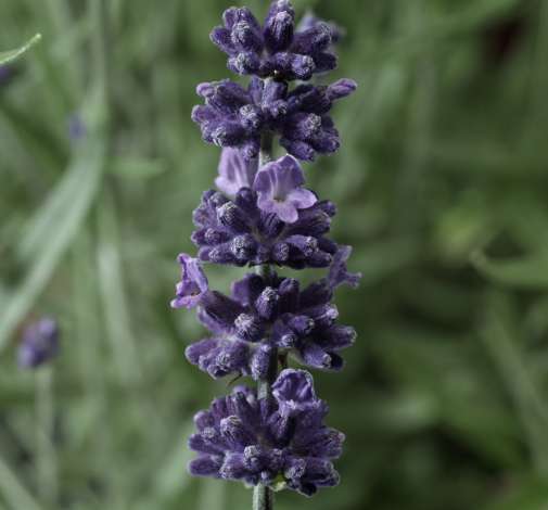 Sentivia™ Early Blue