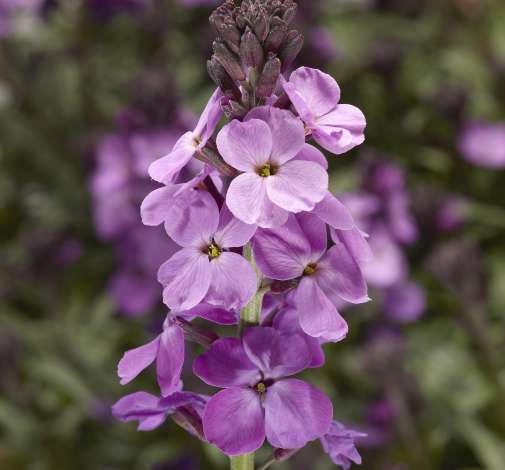 Super Bowl™ Mauve Imp.