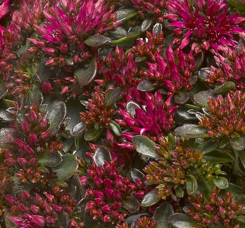 Spot On™ Deep Rose