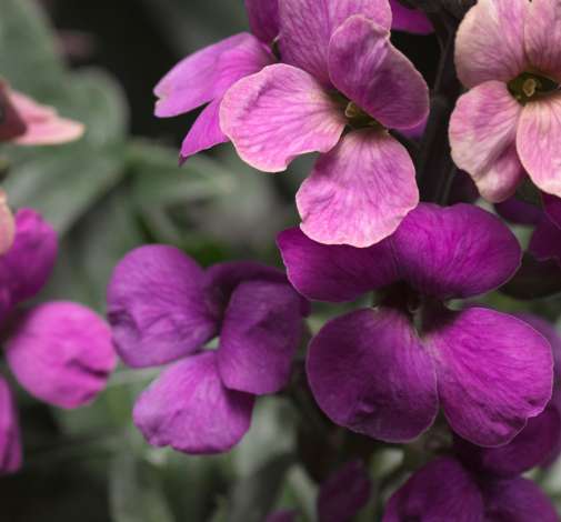 Super Bowl™ Compact Purple