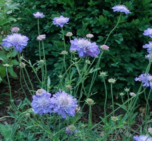 BUTTERFLY BLUE