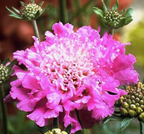 Pink Mist