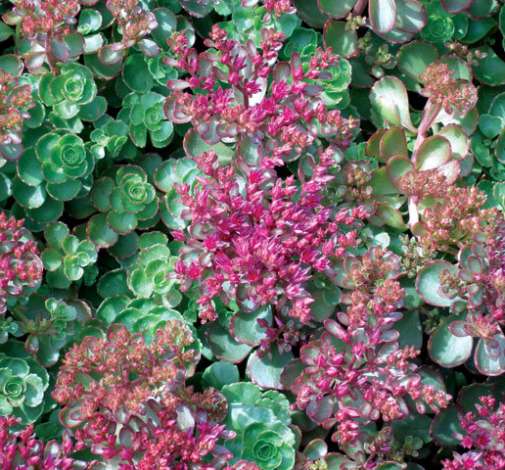 Dragons Blood