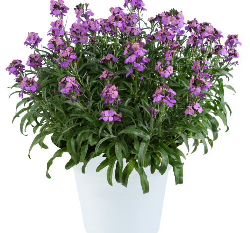 SUNSTRONG™   Violet