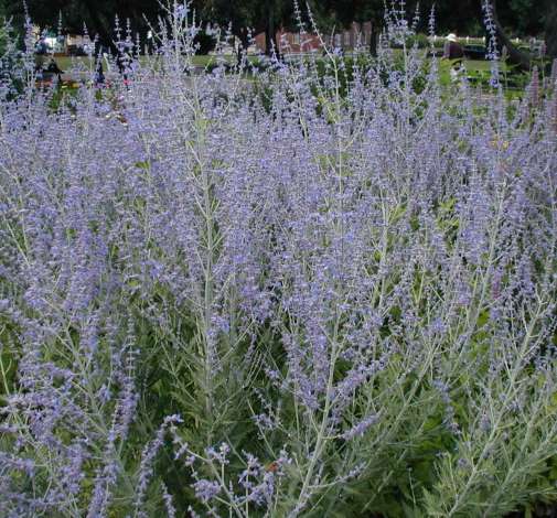 Russian Sage