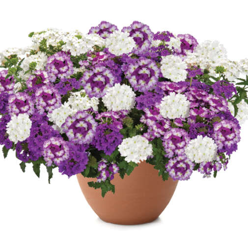 Perfectly Purple™
