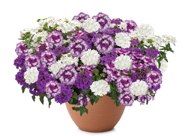 Perfectly Purple™