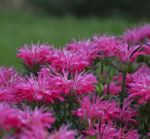 Electric Neon Pink