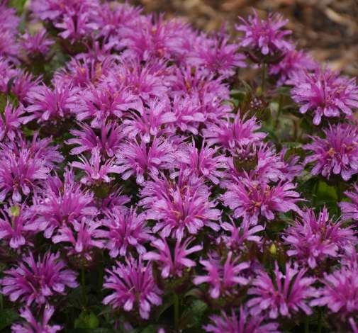 Leading Lady Amethyst