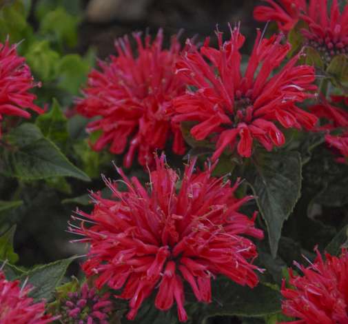 Pardon My Cerise