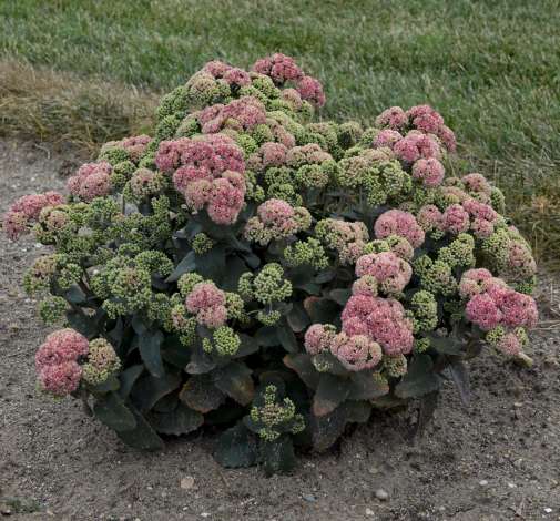 Coraljade