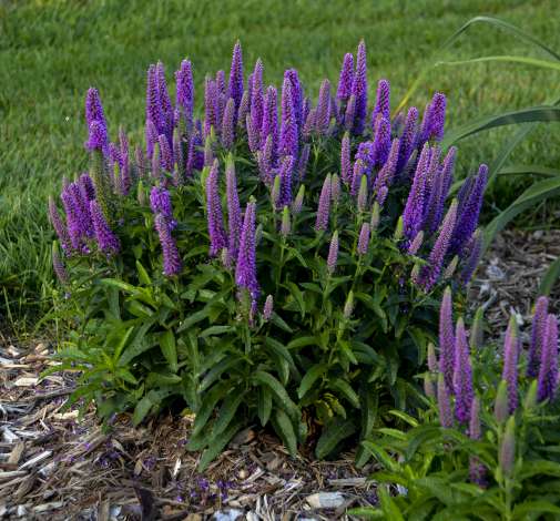 Purple Illusion