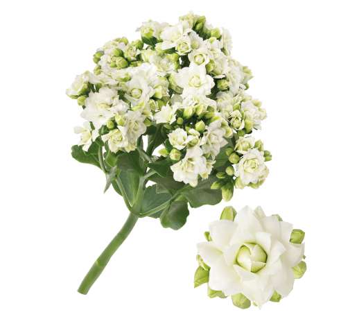 KALANCHOE CUTFLOWERS™ WHITE