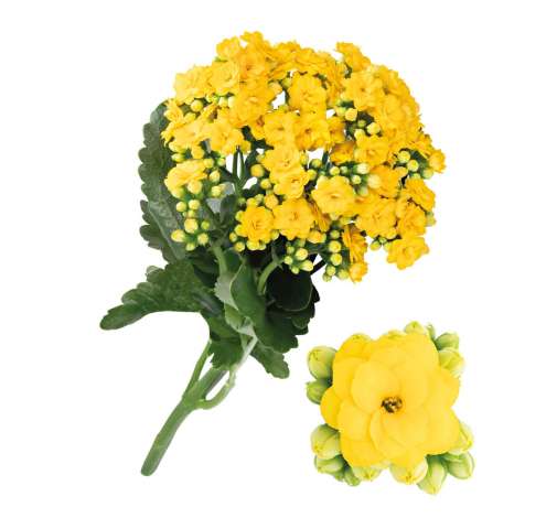 KALANCHOE CUTFLOWERS™ YELLOW