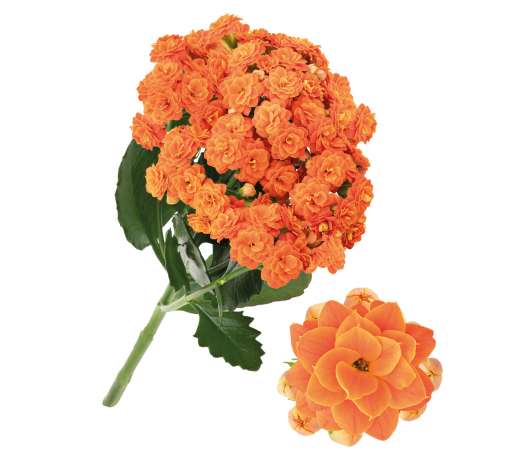 KALANCHOE CUTFLOWERS™ ORANGE