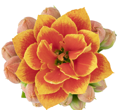 KALANCHOE CUTFLOWERS™ BI-COLOR