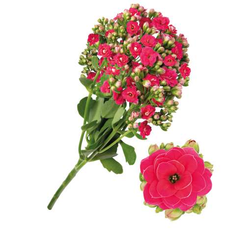 KALANCHOE CUTFLOWERS™ PINK