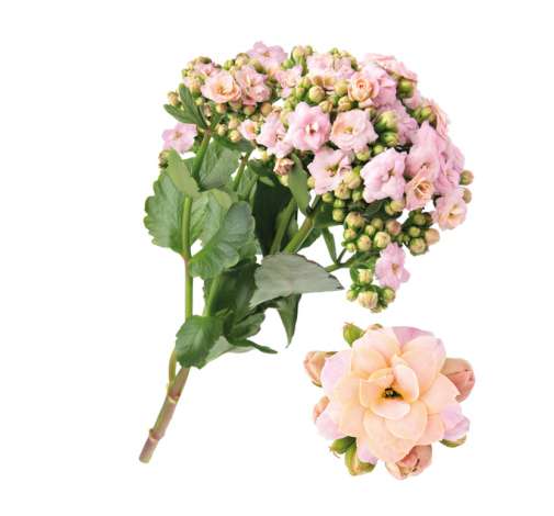 KALANCHOE CUTFLOWERS™ ROSE