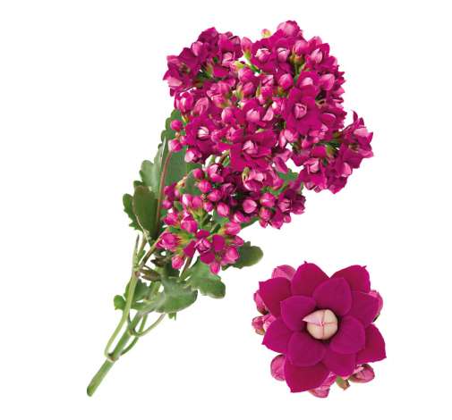KALANCHOE CUTFLOWERS™ PURPLE