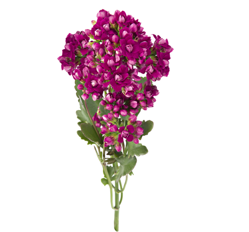 KALANCHOE CUTFLOWERS™ PURPLE