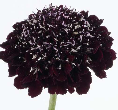 BLACKBERRY SCOOP™