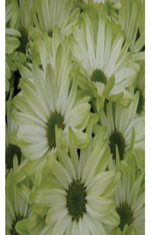 AMOR™ LIGHT MINT