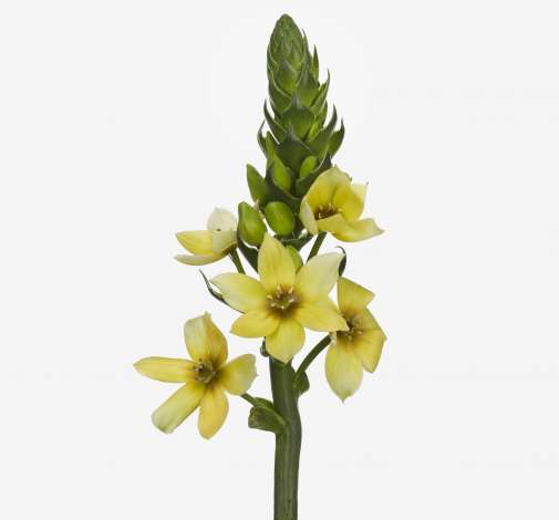 ORCHID STAR™