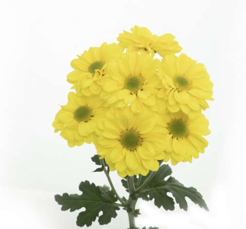 ESPERANZA™ SOLAR