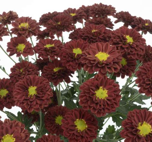 ESPERANZA™ ESCARLATA