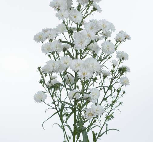 BLANCA™