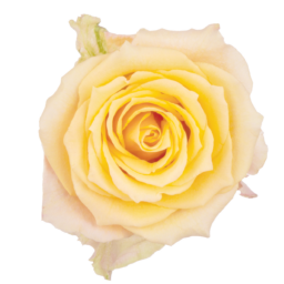 SENTI™ ALQUIMIA COLOMBIA