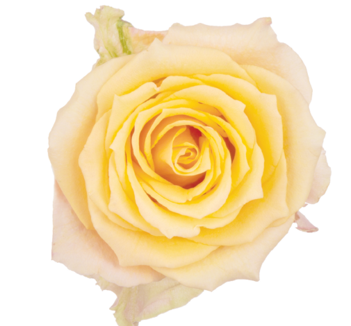 SENTI™ ALQUIMIA COLOMBIA