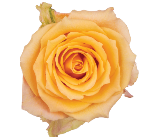 SENTI™ ALQUIMIA ECUADOR