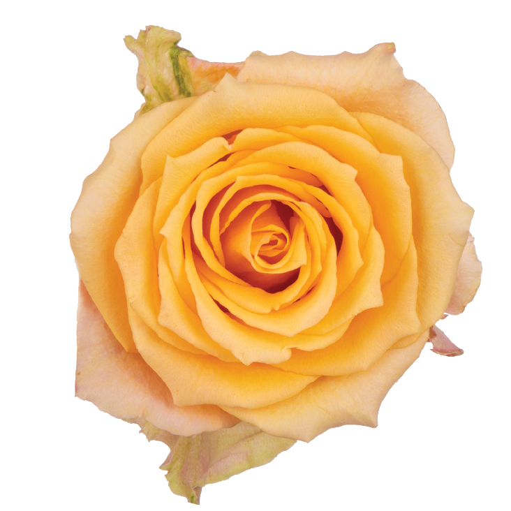 SENTI™ ALQUIMIA ECUADOR