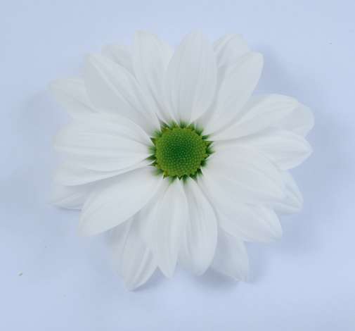 AMOR™ BIANCO