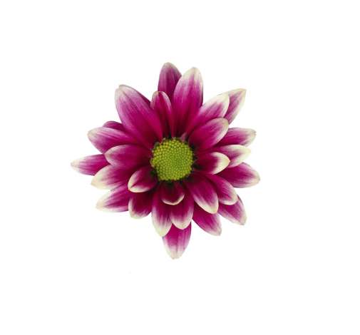 AMOR™ PURPLE SPLASH