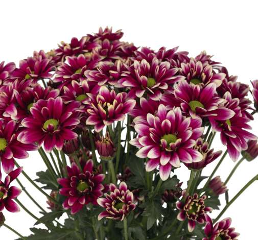 AMOR™ PURPLE SPLASH