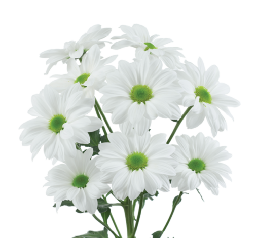 AMOR™ BIANCO