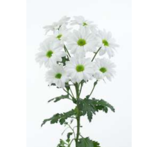 AMOR™ BIANCO