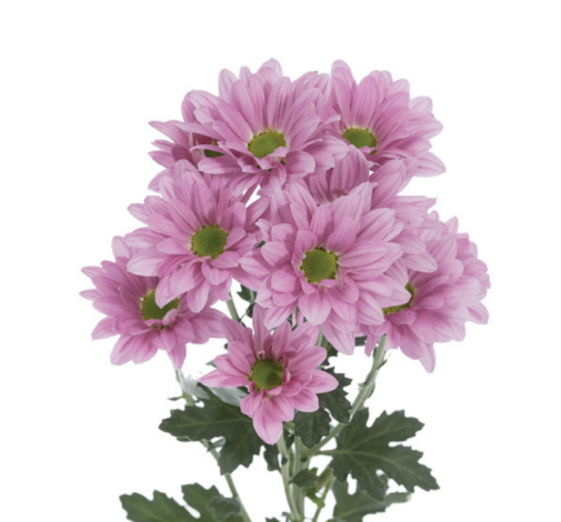 CANDY PINK™