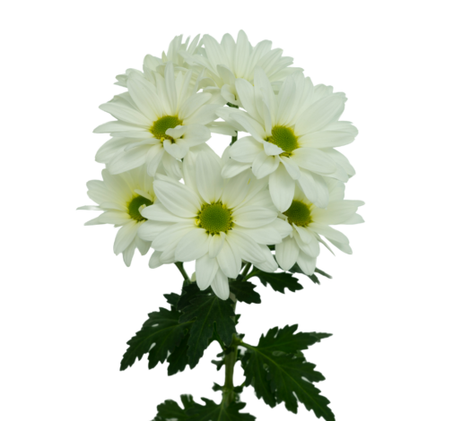FLORISSIMO™