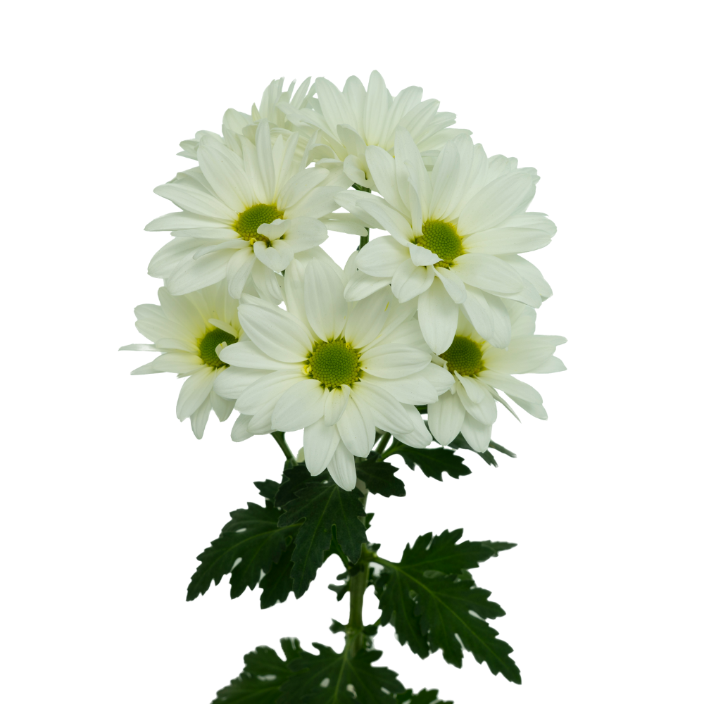 FLORISSIMO™