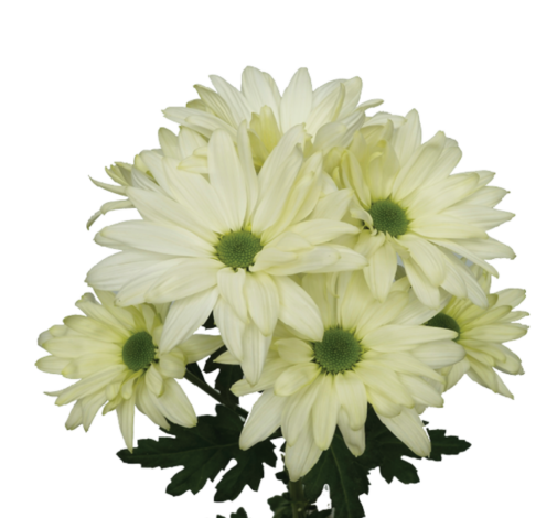 AMOR™ LIGHT MINT