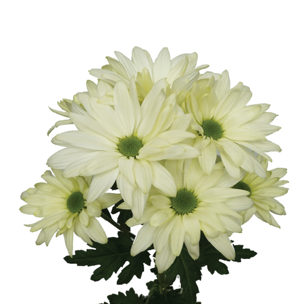 AMOR™ LIGHT MINT