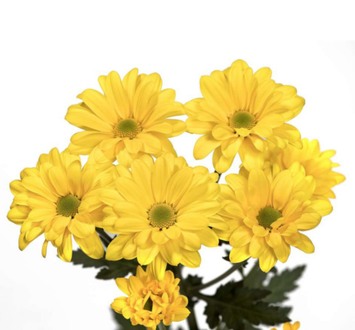 MULTISOL™