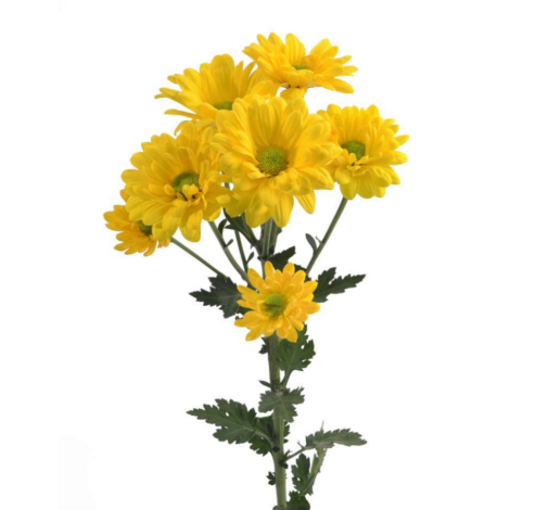 MULTISOL™