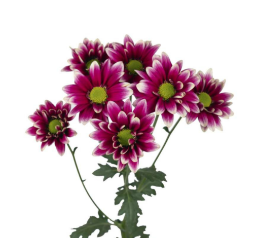 AMOR™ PURPLE SPLASH