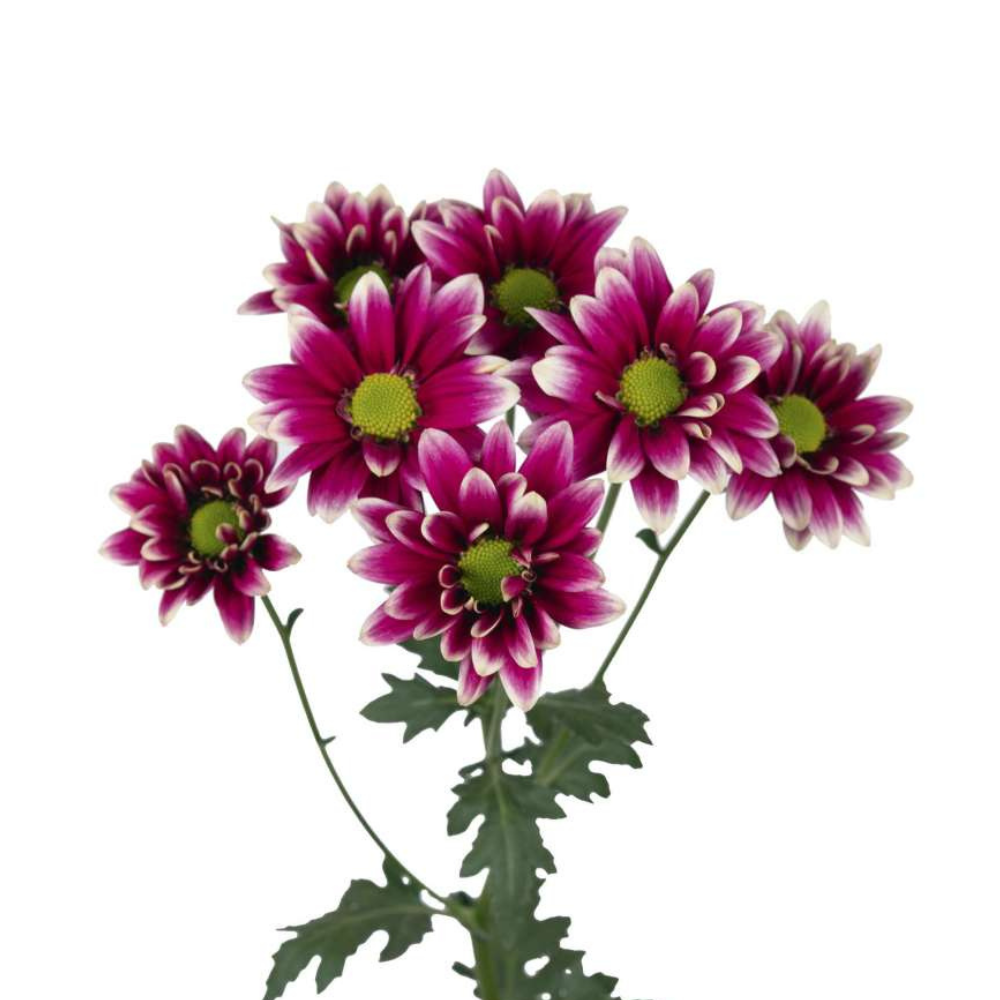 AMOR™ PURPLE SPLASH