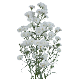 BLANCA™